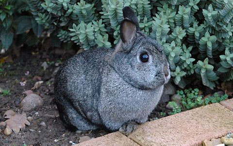 Netherland Dwarf 