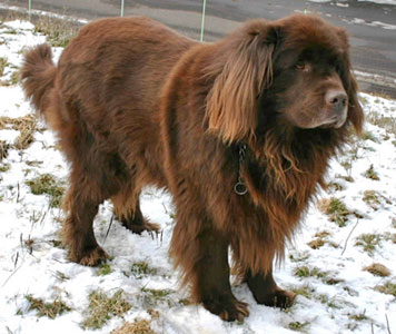 Newfoundland