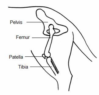 Patellar Figure 1