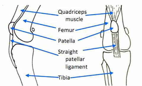 Patellar Figure 2
