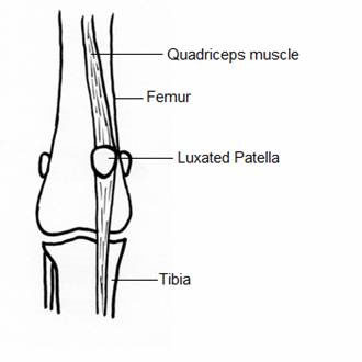 Patellar Figure 4