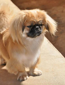 Pekingese