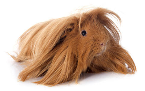 Peruvian Guinea Pig