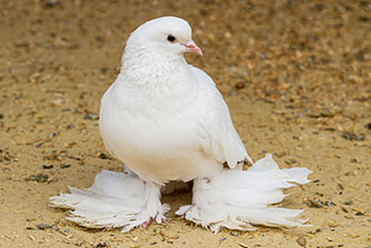 Pigeon welfare