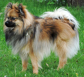 Pomeranian