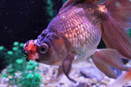 Pom Pom Goldfish