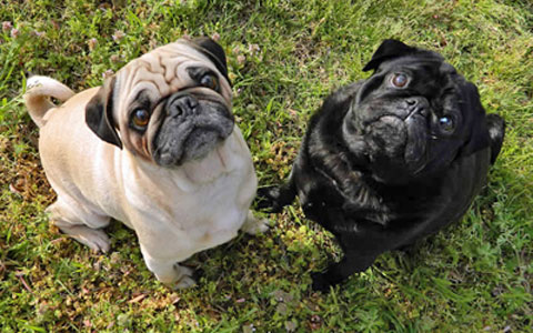 Pug