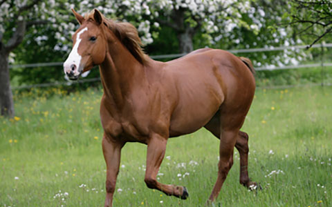 Quarter Horse