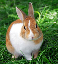 Rabbit welfare