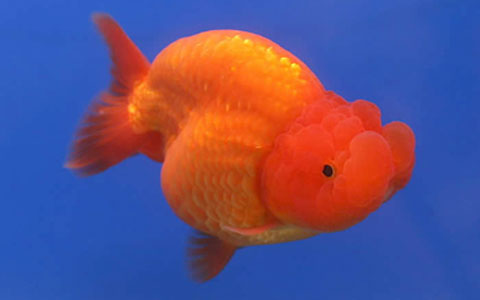 Ranchu Goldfish
