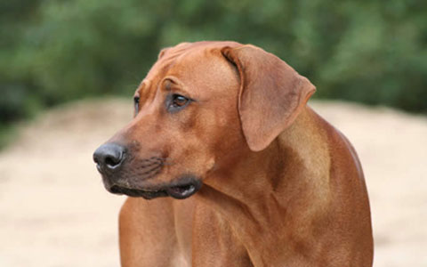 Rhodesian Ridgeback
