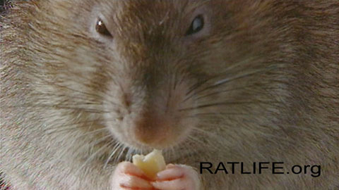 Rat eating