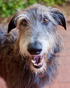 Scottish Deehound