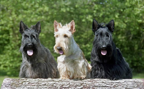 Scottish Terrier