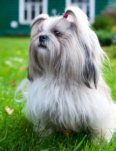 Shih Tzu
