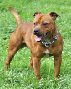 Staffordshire Bull Terrier