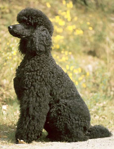 Standard Poodle