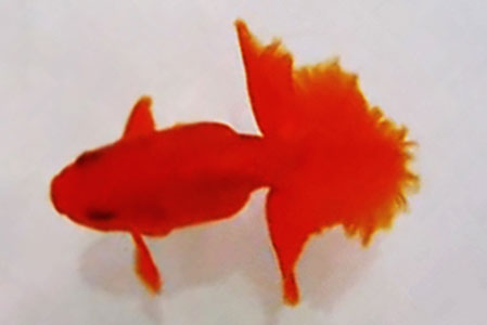 Ranchu Goldfish