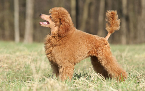 Toy Poddle