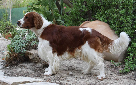 Welsh Springer Spaniel