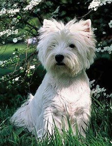 West Highland White Terrier