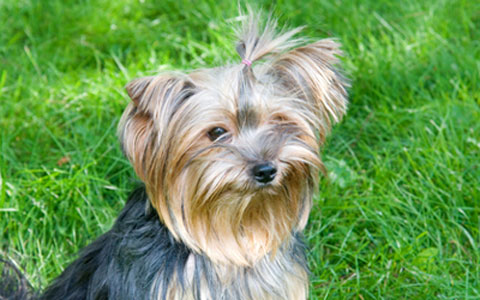 Yorkshire Terrier 