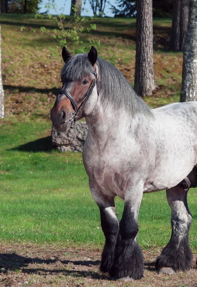 Quarter Horse