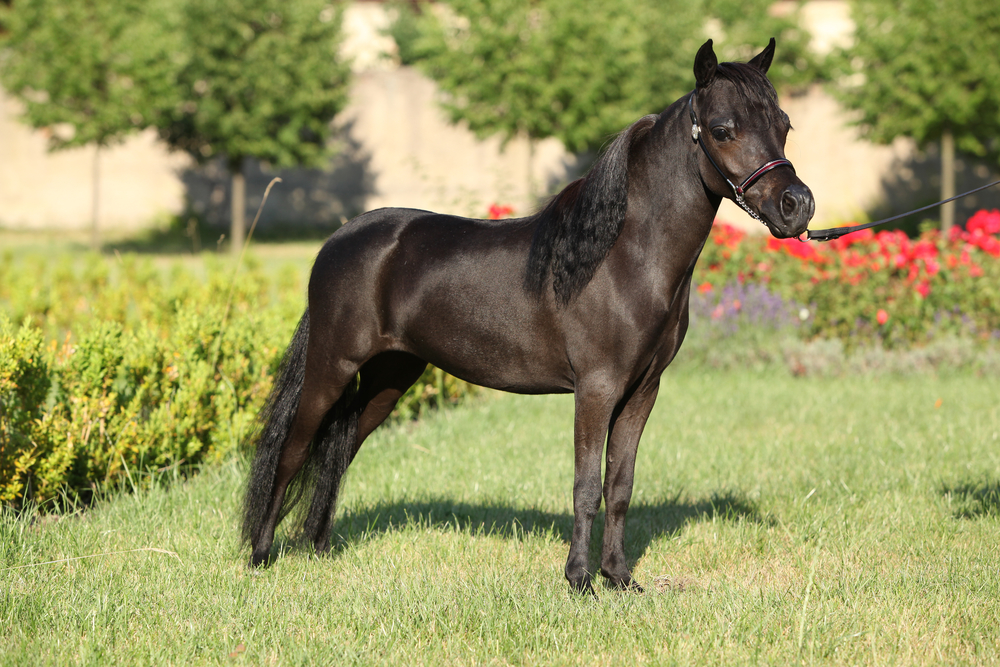 Quarter Horse