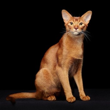 Burmese
