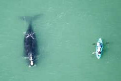 arial photo