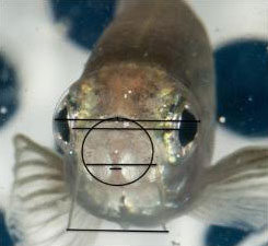 fish-facial-analysis
