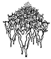 crowd of chickens