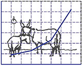 Donkeys