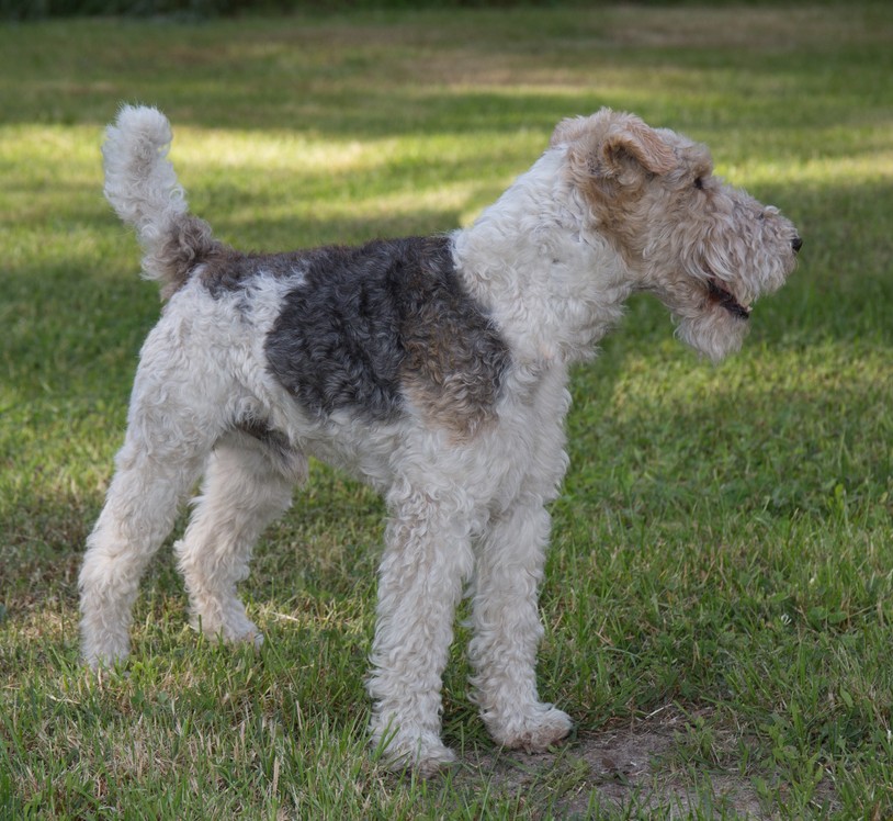 Fox Terrier