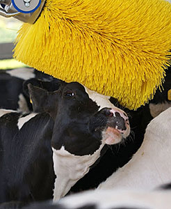 cow