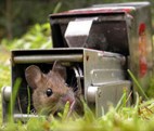 mouse in trap