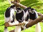 apes in a zoo