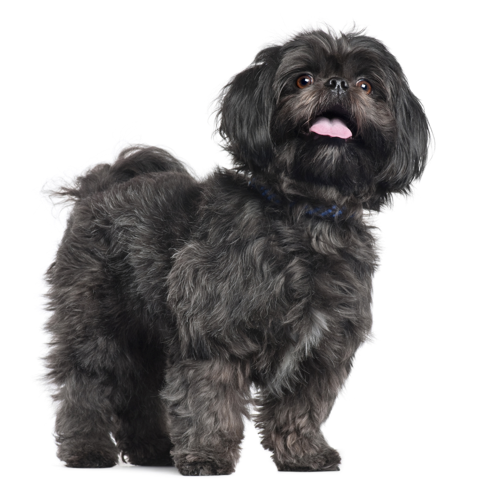 Maltese