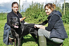 Training stray dogs
