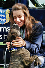 Training stray dogs