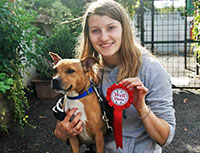 Training stray dogs