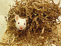 white mouse