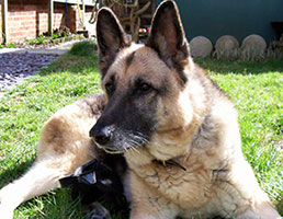 Alsatian dog