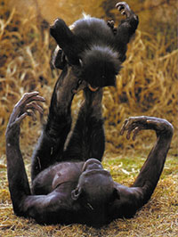 Playful chimpanzees