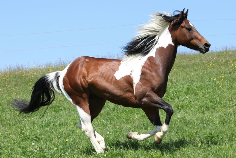 Quarter Horse