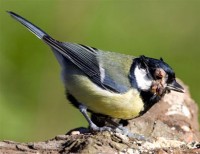 Infected Great Tit