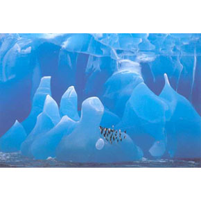 Chinstrap Penguins