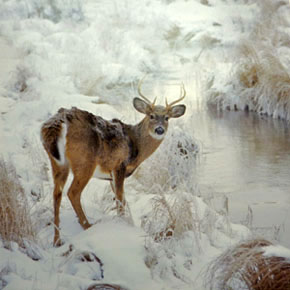 Deer in Snow