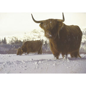 Highland Cattle