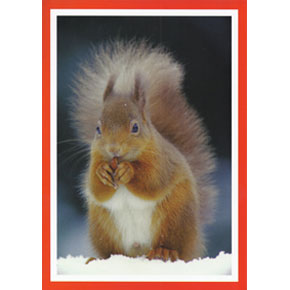 Red Squirrel